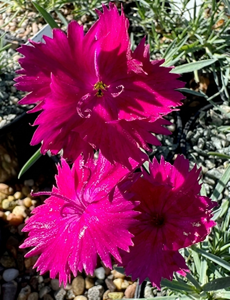 Dianthus 'Neon Star'